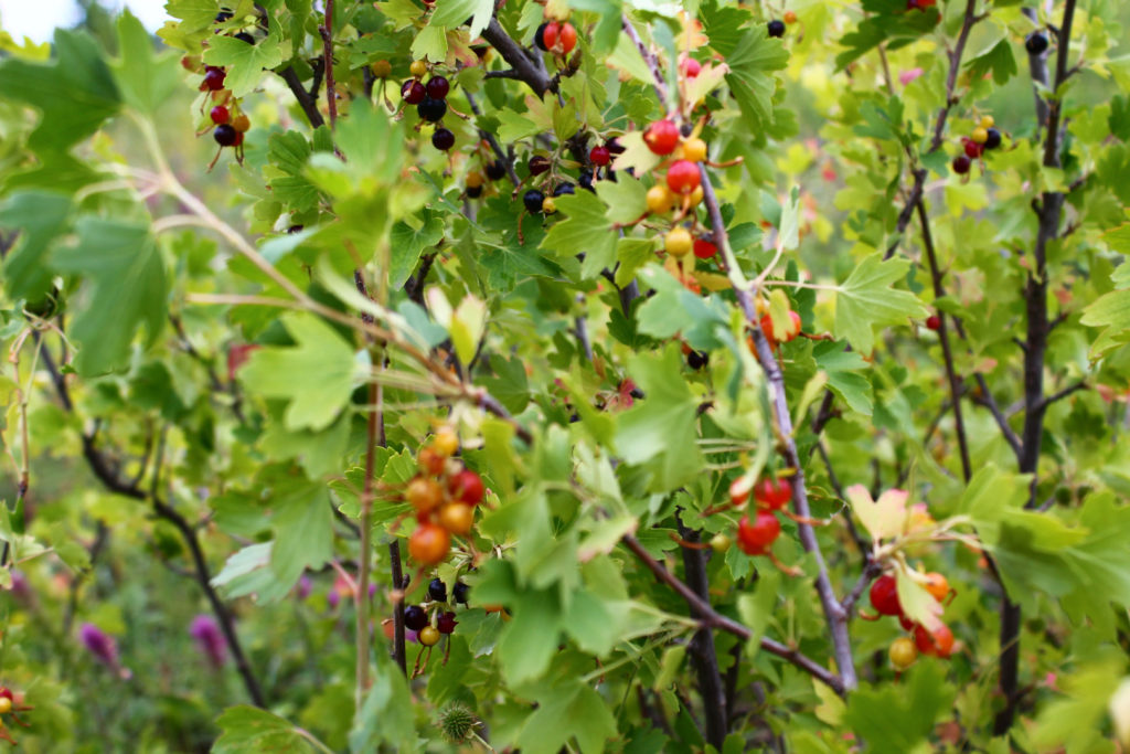 Лесные ягоды: съедобные и несъедобные в 2022 году (+ фото)
