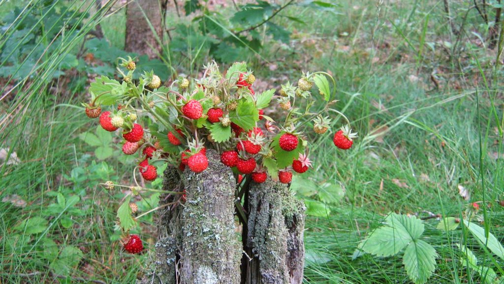 Лесные ягоды: съедобные и несъедобные в 2023 году (+ фото)