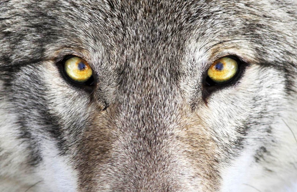 Глаза серого волка