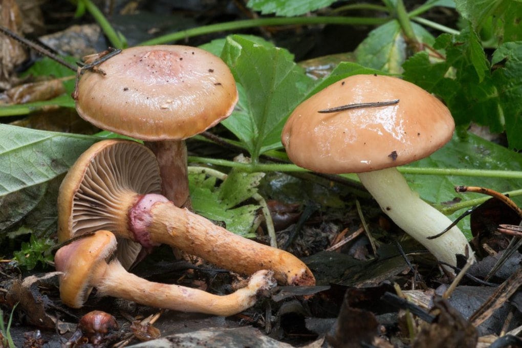 Ложные грибы