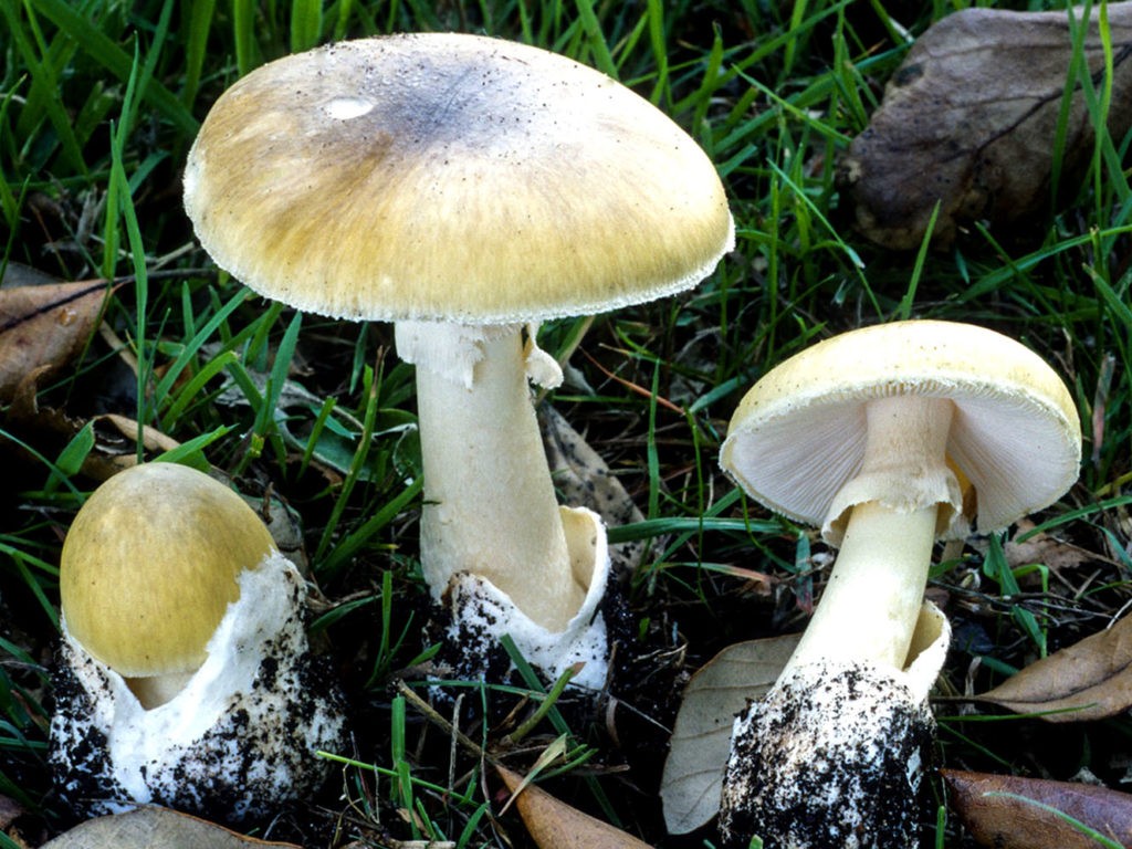 Многие ядовитые грибы имеют кольцо на ножке и