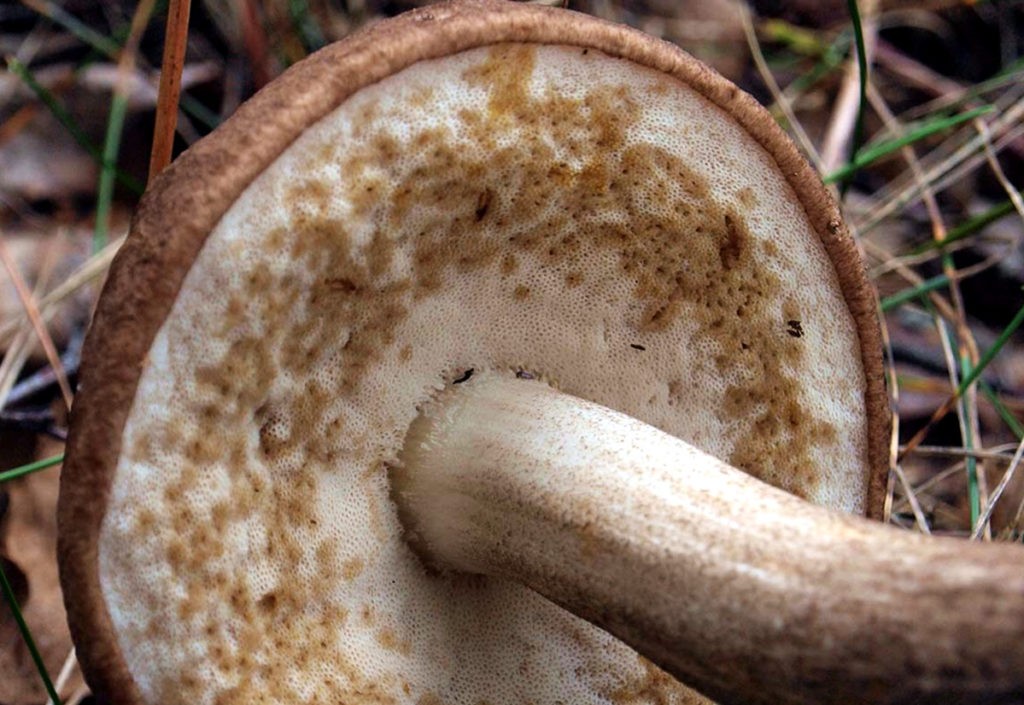 Признаки червивого гриба
