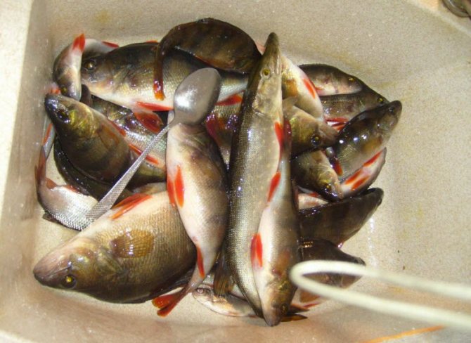 Рыбалка на реке Яуза