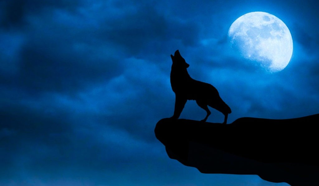Волк, воющий на луну, - популярное изображение