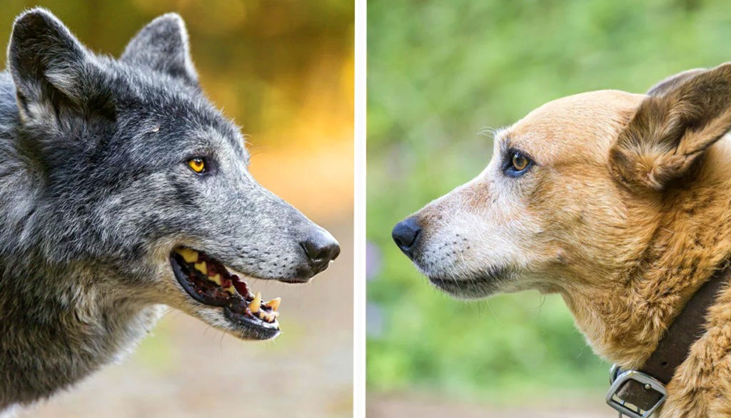 Волк и собака