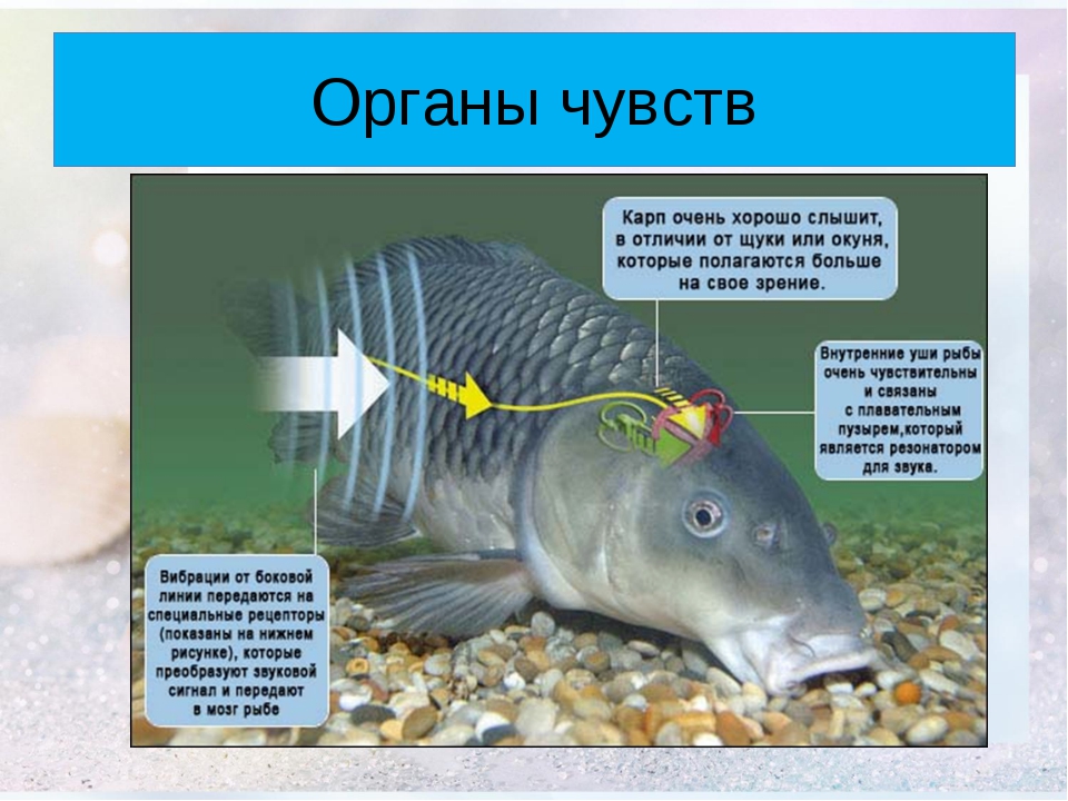 Органы слуха у рыб находятся