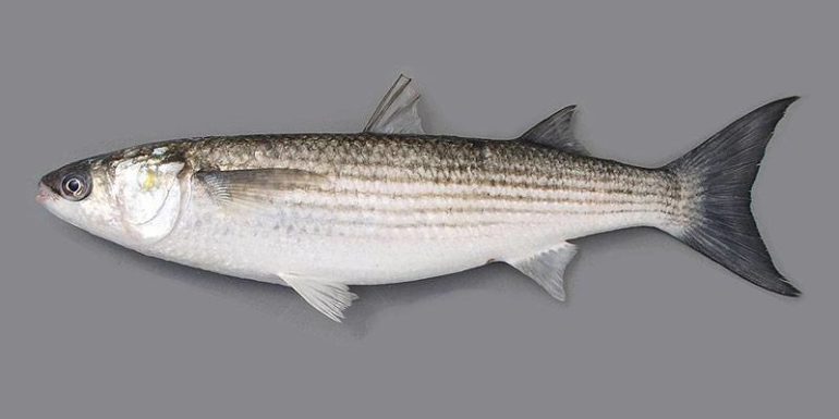Рыбалка на Черном море с берега 2023: какую рыбу ловят, выбор снасти для морской рыбалки в крыму
