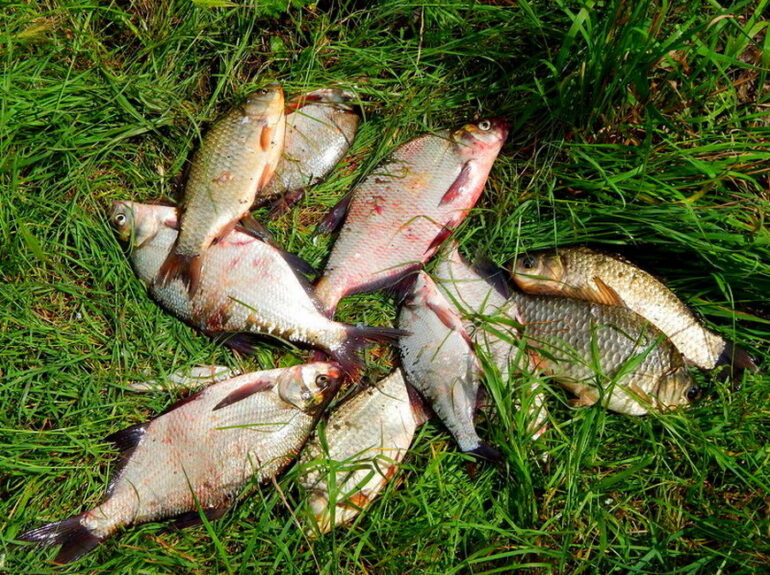 рыбалка и улов в реке Ока