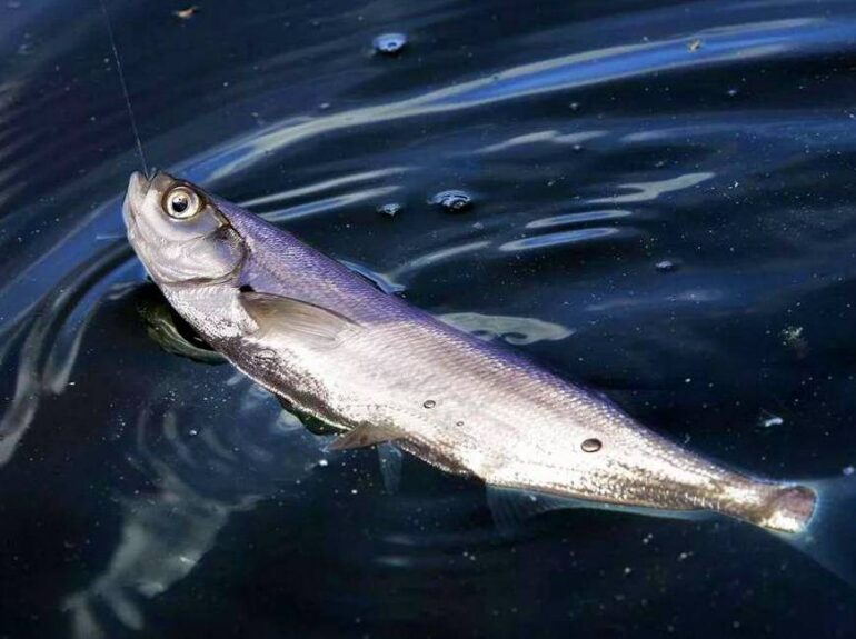 рыба Чехонь