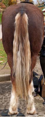 Волос лошади использовали для плетения рыболовныйх нитей